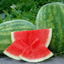 Secretariat, (F1) Watermelon Seeds - Packet thumbnail number null